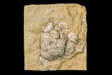 Fossil Crinoid (Megistocrinus) Plate - Missouri #156787-1